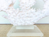 Large Cream Coral on Lucite