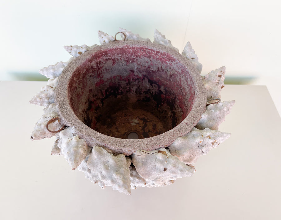 Natural Shell Cachepot