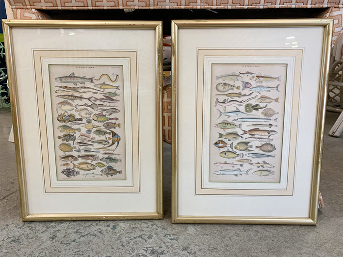 Pair of Fish Ichthyology Plate Prints