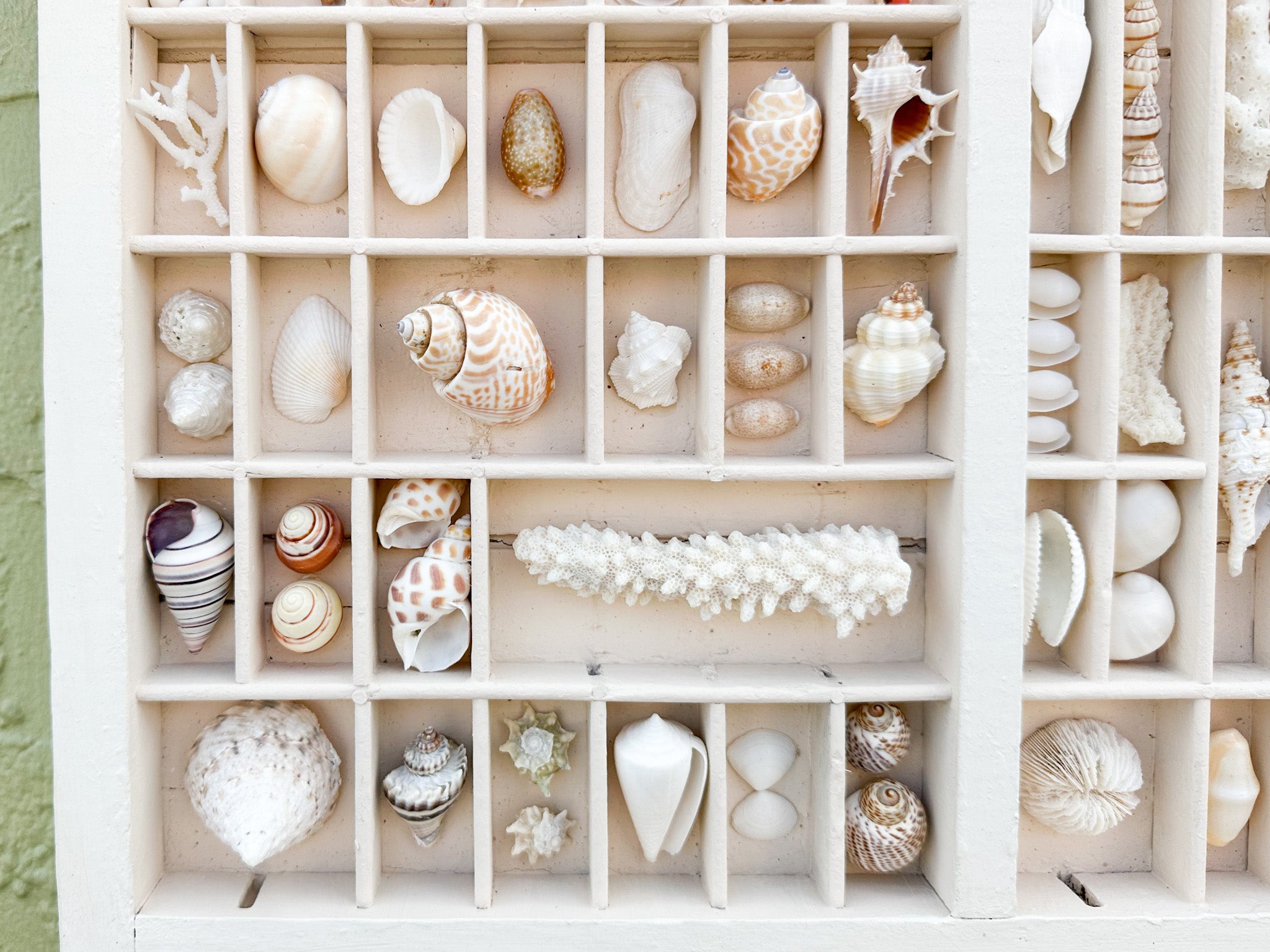 Dimensions Shell Collection 2280 Palm Beach Regency