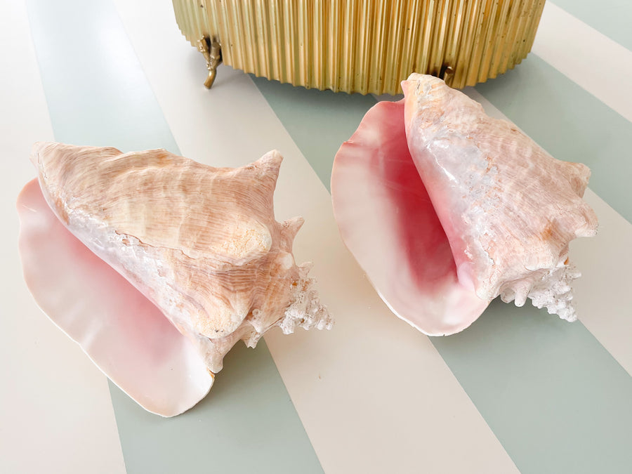 Pair of Island Conch Shells