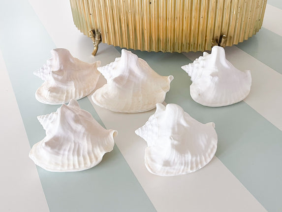Set of Five Mini Conch Shells