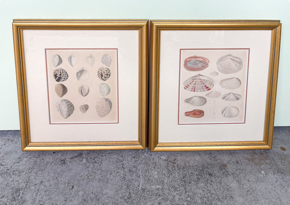 Pair of Seashell Prints