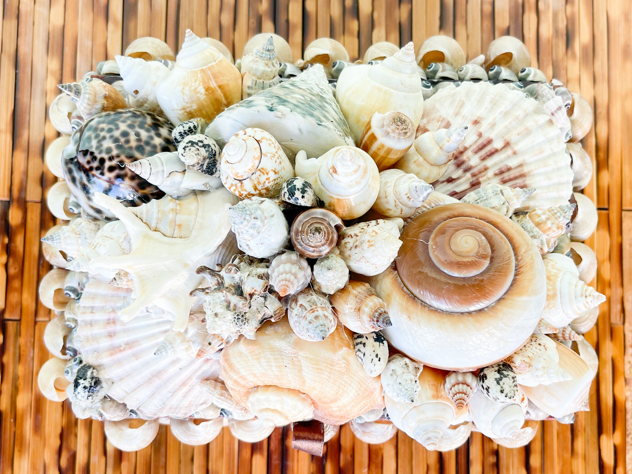 Large Shell Keep Palm Beach Regency