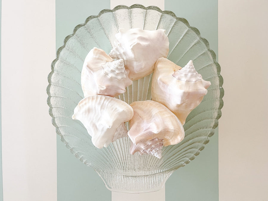 Glass Clam Shell Serving Dish