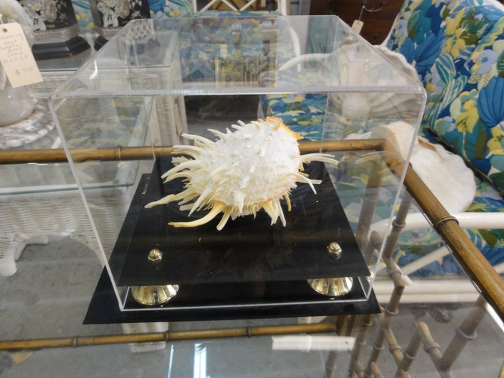 Lambus Seashell In Lucite Display Case