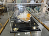 Lambus Seashell In Lucite Display Case