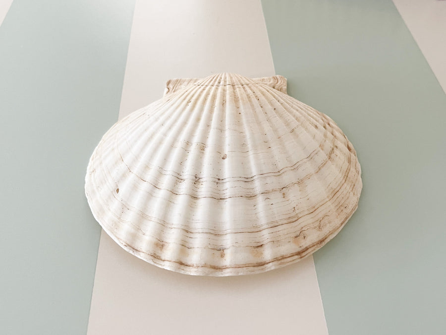 Set of Eight Natural Shell Appetizer Plates