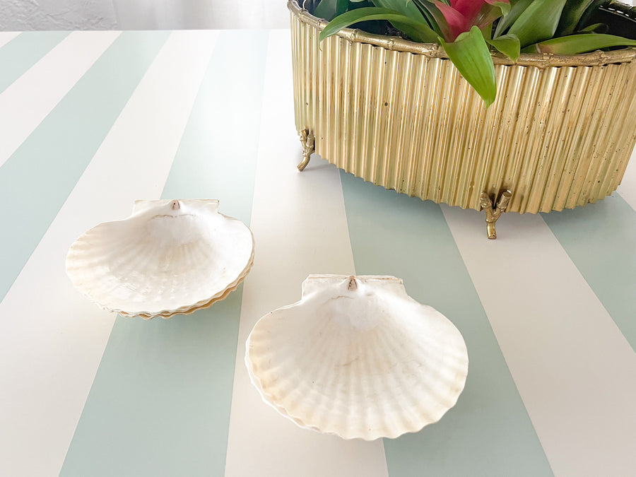 Set of Eight Natural Shell Appetizer Plates