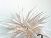 Tabletop Canvas Palm Tree