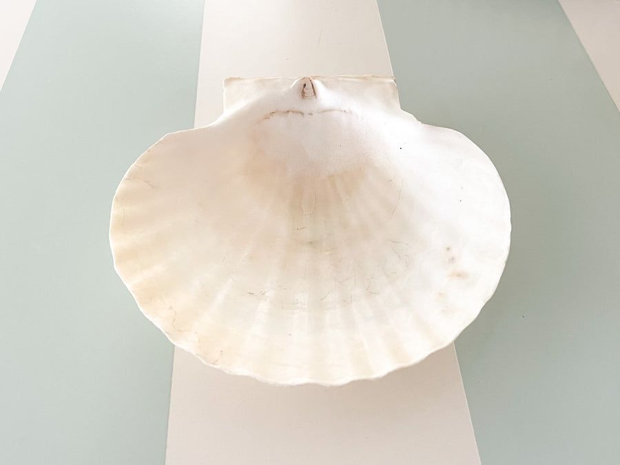 Set of Eight Natural Shell Appetizer Plates