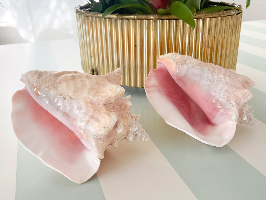 Pair of Island Conch Shells