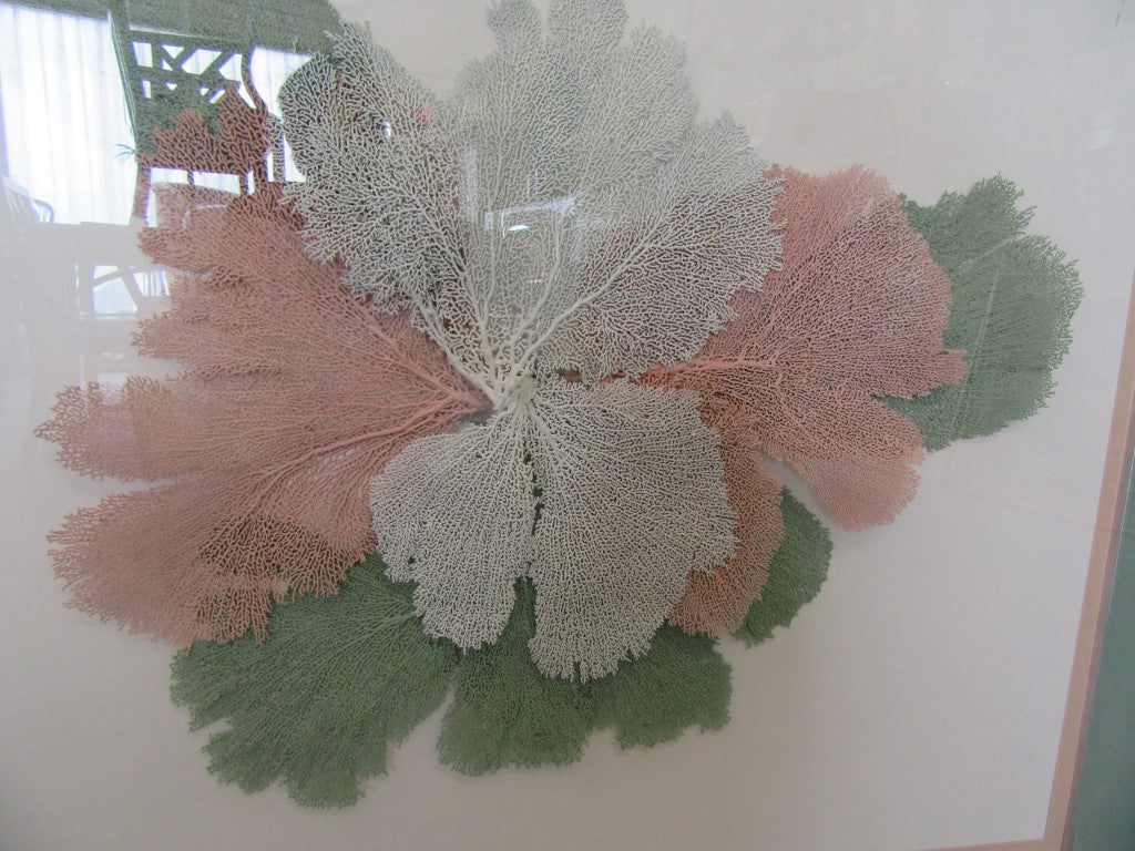 Framed Artistic Fan Coral