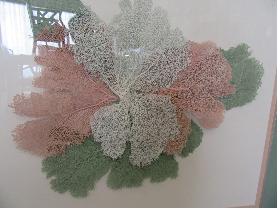 Framed Artistic Fan Coral